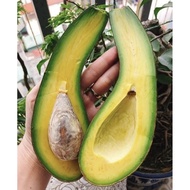 AVOCADO SAB 034 ALPUKAT (1 POKOK)