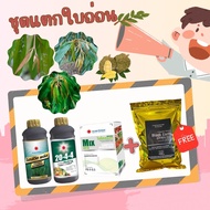 #ชุดแตกใบอ่อน บำรุงใบชุดเเรก เร่งการแตกยอด ( Mix-EDTA+โปรซีวีดพลัส+20-4-4+แถม แบล็กเอิร์ท ) #ดวงตะวั