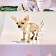 Chihuahua Betina - 3 Months - 2x Vaksin