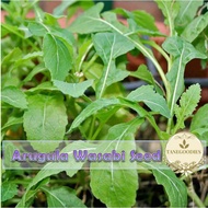 30pcs Seed Arugula Rocket Wasabi Horseradish Vege Biji Benih Sayur 保健芥末种子