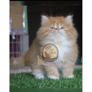 Kucing Persia Munchkin Anggora Ragdol Himalaya Kitten #Gratisongkir