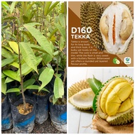 Anak pokok durian d160 / durian tekka