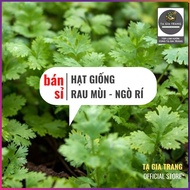 [Wholesale] - Coriander Seeds (Cilantro - Purple Coriander - Small Coriander Seeds)