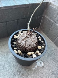 塊根植物
