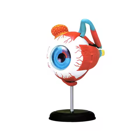 4D Master Eyeball Anatomy Model Human Body Organ Anatomical Assembled Medical Teaching Educational P