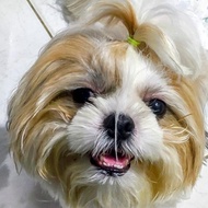 anjing Shihtzu Betina tree color