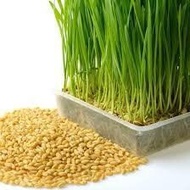 [SG 🇸🇬Store] Organic Wheatgrass / Wheat Grass (500g) for juices and pet health