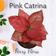 Promo Aglonema Pink Catrina / catrina Dewasa