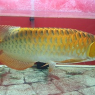 ikan arwana super red