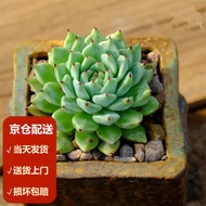 Moyi（MOYI）Succulent Plant Meat Pot Jade Dew Succulent Ruby Peach Egg Succulent Cute Meat Flower Green Plant Bonsai Novic