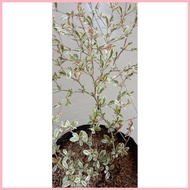 【Hot】 African Talisay Live Plant