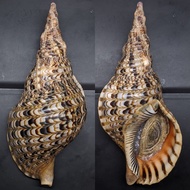 598. Cangkang Kerang Terompet Triton 30-31 cm