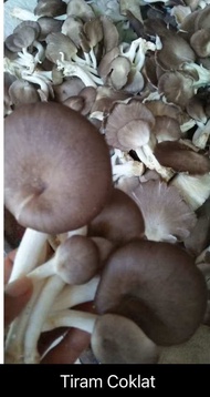 Bibit f2 jamur tiram PUTIH paket 10 pcs murah jamur tiram COKLAT. Jamur KUPING