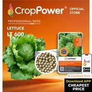 Hot Item🔥 (1,000 SEEDS) Biji Benih Sayur Salad  Iceberg Gamma LT600 CROP POWER Iceberg Lettuce Seed 