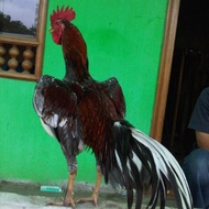 TELUR AYAM BIRMA X RAS JAWA JOPER / JOWO SUPER UNTUK DI TETASKAN