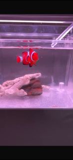 迷你桌上魚缸