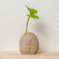 禪石系列-墨西哥幸運鐵樹盆栽