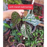 Sirih Merah kalimantan🌵herba plant by Slthegreen 📌