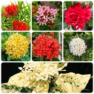 KK📌 | Ixora | Real Flower Plant | Fragrant | Pokok bunga | JDNursery