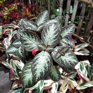 Tanaman Hias Begonia Episcia / Begonia Bludru Cokelat