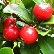 Beach Cherry (Eugenia reinwardtiana) - - Pokok Ceri Pantai - बीच चेरी पौधा Beach Cherry – Tropical