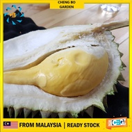 Anak Pokok Durian Gor Hor Creany Bun D28  Pokok Import Dari Thailand