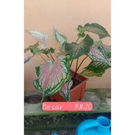 Keladi Thai Hybrid ~Thai Beauty (live plant caladium)