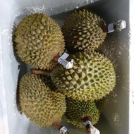 Duren / Durian Sultan Musang King 1 Buah Utuh (Bukan durian kupas) -