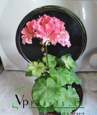 TANAMAN GANTUNG GERANIUM TANAMAN HIAS BUNGA GERANIUM HIDUP TANAMAN GERANIUM TANAMAN HIAS BUNGA GERAN