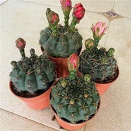 Blooming Real Seedling Crimson Jade Cactus Succulent Plant Indoor Flowering Beautiful Cactus with Po