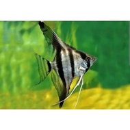 MANFISH PERUVIAN ALTUM / ANGELFISH PERUVIAN ALTUM