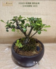 🍃DD003 微景觀 植物盆栽 - 日本長壽梅 (白花) -（連盆）