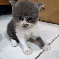 Lepas Adopsi Kucing Persia Kitten Abu2 Putih Cakep