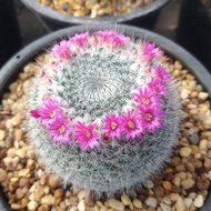 🌵💥แมมแม่เฒ่า💥🌵  Mammilaria hahniana ไม้เมล็ด ขนาด 2.5-3.5 ซม.  ต้นกระบองเพชร ต้นแคคตัส (แคคตัส กระบองเพชร)