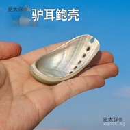 Natural Conch Shell Donkey Ear Abalone Shell Mexican Abalone Shell Photo Prop Home Decor Fish Tank D