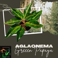 ♞,♘,♙Aglaonema Papaya Live Plants