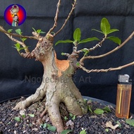 New !! Bonsai loa bogel berkarakter Ready Kak
