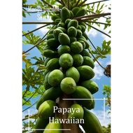 🍀Hawaiian Papaya Seeds | 30 Seeds | High-Yield Pear-Shaped Fruit | Tropical Balcony HDB Friendly