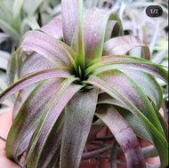 空氣草&愛情結(🔥特價)#Tillandsia #空氣鳳梨 #Airplant
