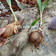 best Bibit Tanaman Kelapa Puyuh-Bibit Pohon Kelapa Puyuh-Bibit Kelapa