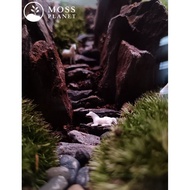 Miniature Horse Figurine Terrarium/ DIY/ Aquascape/ Paludarium/ Figurine