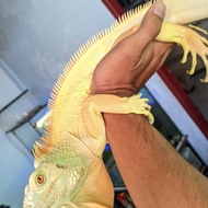 iguana albino green jantan indukan