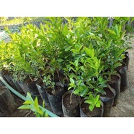 Anak Pokok Limau Kasturi // Calamansi /// 1 ORDER LIMIT HANYA 3 POKOK SAHAJA