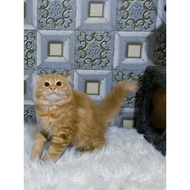 Kucing Munchkin Persia Anggora Himalaya Ragdoll Kitten Anak Kucing