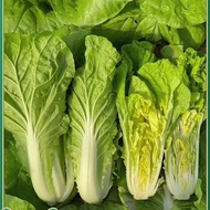Four Seasons Cream Cabbage Seeds Small Cabbage Seeds Heat-Resistant Cabbage Seeds Balcony Vegetable 