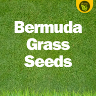 bermuda grass 100 seeds for planting binhi pantanim