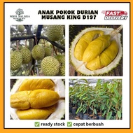 🔥💥 Pokok D197 MUSANGKING | Durian pokok rendah