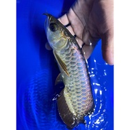 Arowana MGBB super high quality