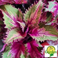 Mayana Coleus Peter's Wonder (Super Rare Mayana) with FREE plastic pot, and garden soil (Outdoor Plant, Real Plant, Live Plant and Limited Stock)