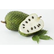 3 biji benih durian belanda/3 pcs soursop seed